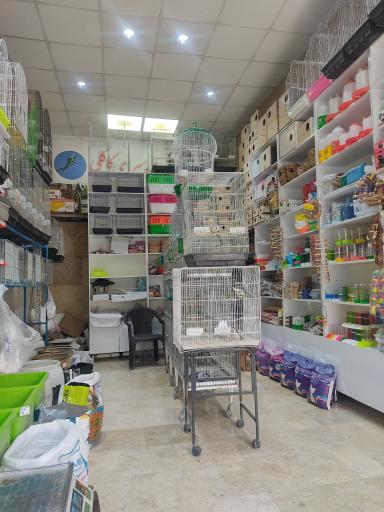 عکس پرنده فروشی کاکلی