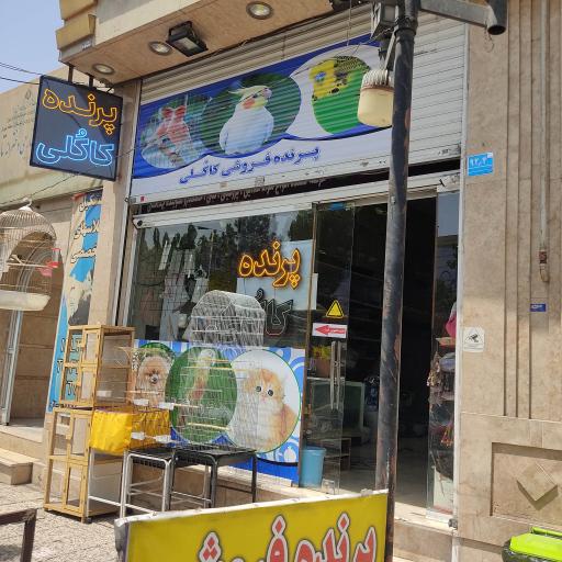 عکس پرنده فروشی کاکلی