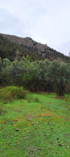 عکس کلشتر