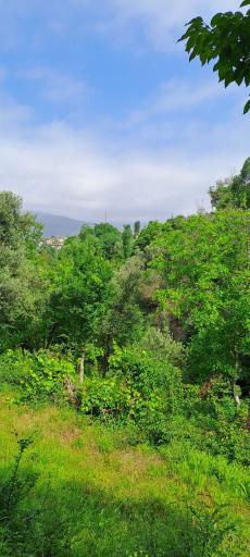 عکس کلشتر