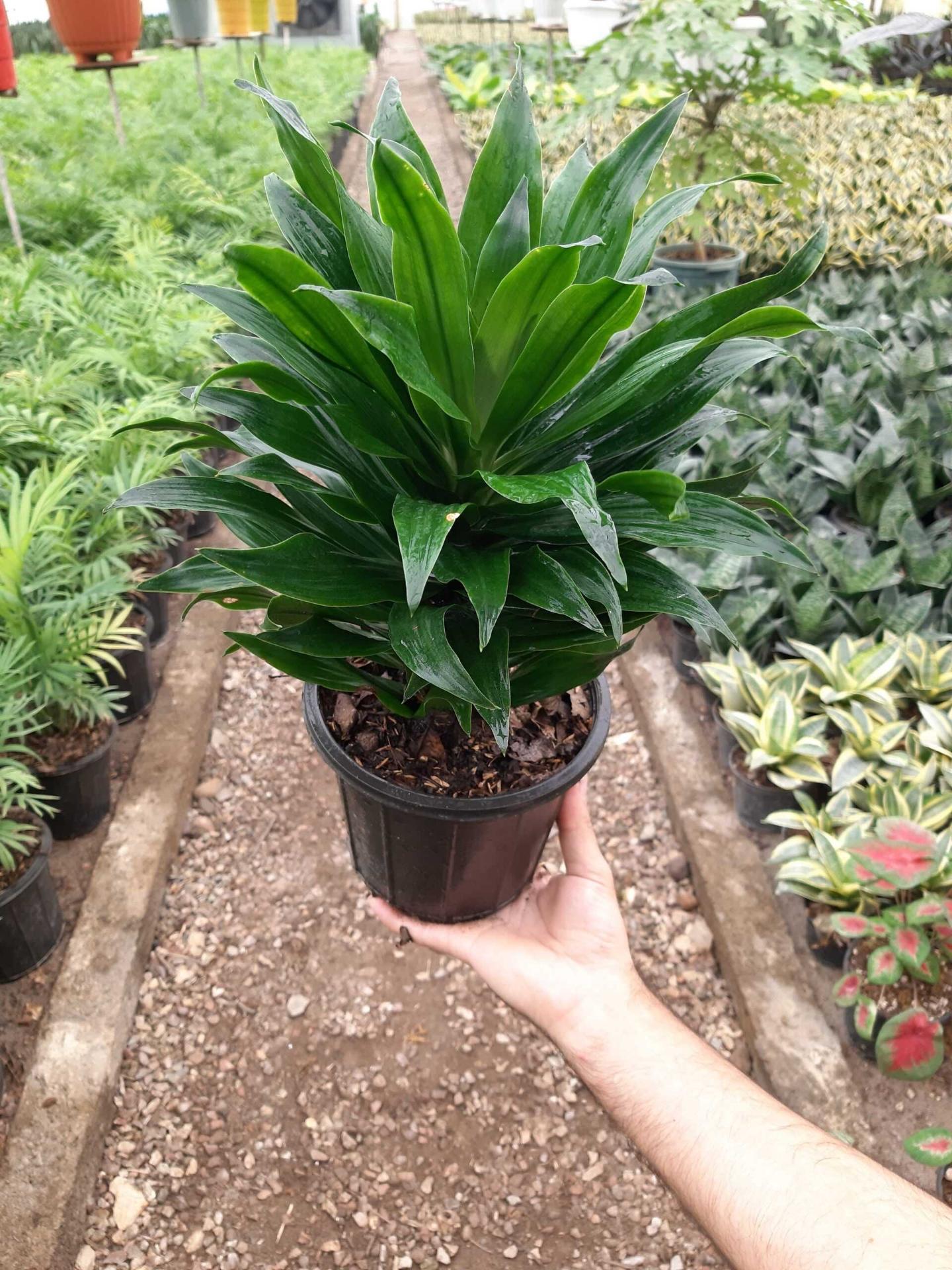 عکس گلخانه کریمیان 