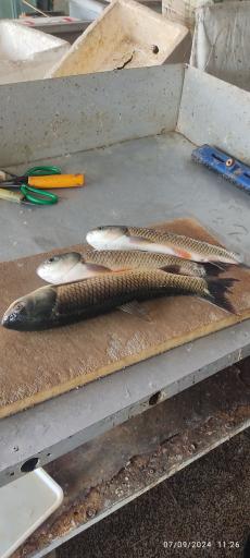 عکس ماهی سرای حجت خاکپور