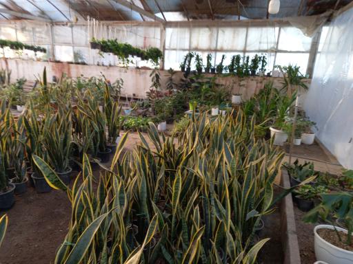 عکس گل باغ بهشت