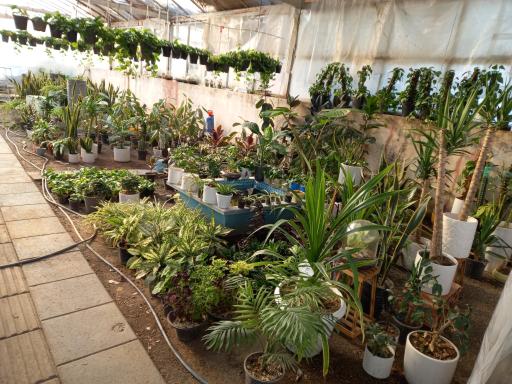 عکس گل باغ بهشت