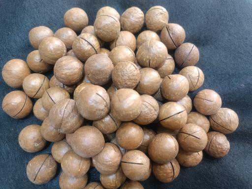 عکس آجیل و خشکبار آفتابگردون