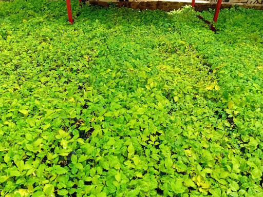 عکس گل باغ بهشت