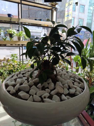 عکس عرضه گل و گلدان آپارتمانی طلایی