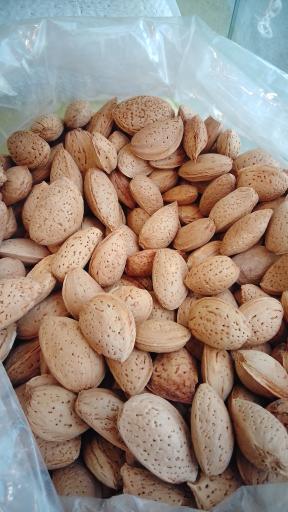 عکس آجیل و خشکبار آفتابگردون