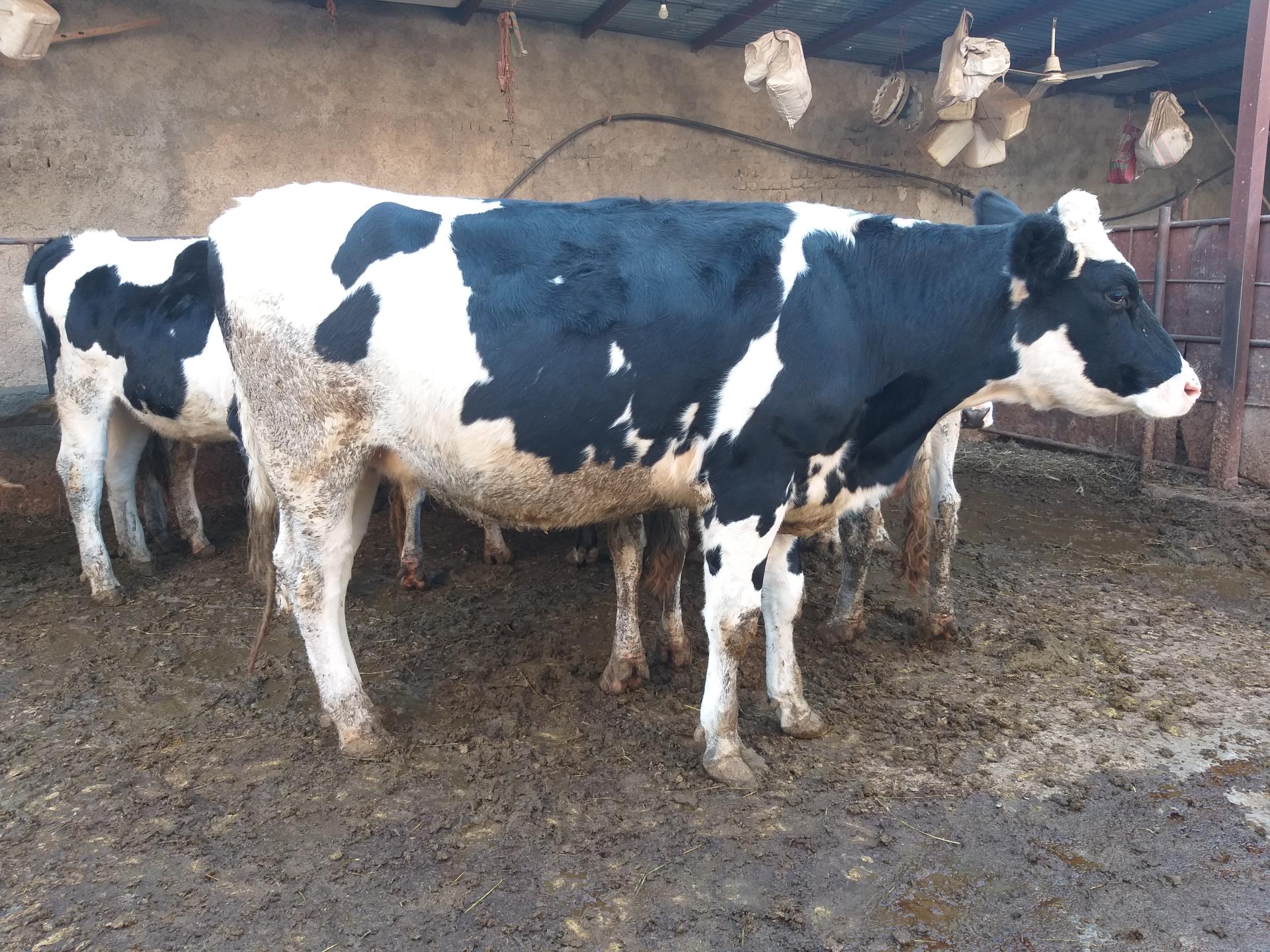 عکس گاوداری غیاثوند