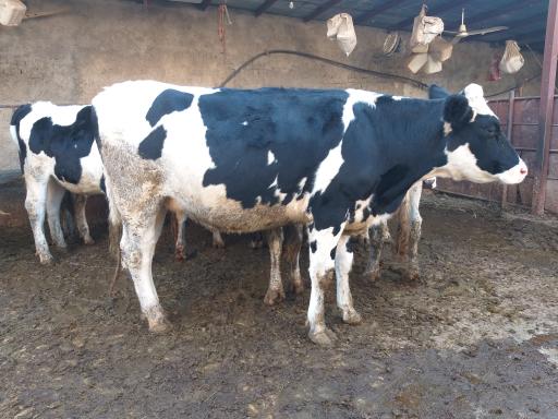 عکس گاوداری غیاثوند