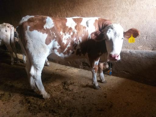 عکس گاوداری غیاثوند