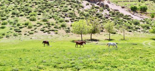 عکس بانه وره