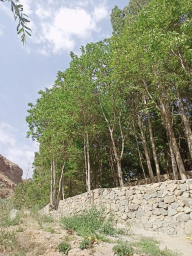 عکس وامکوه