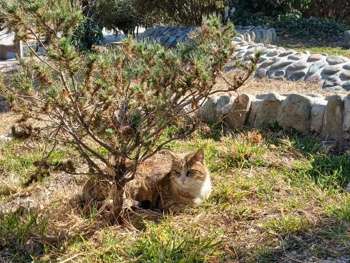 عکس باغ ژاپنی پارک لاله