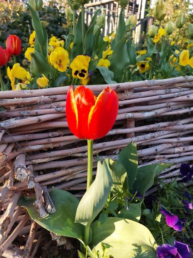 عکس باغ ژاپنی پارک لاله