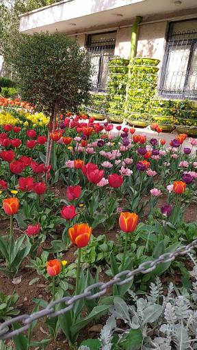 عکس باغ ژاپنی پارک لاله