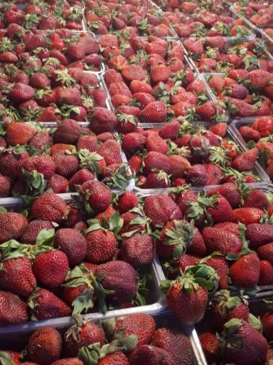 عکس میوه فروشی آلبالو گیلاس