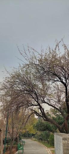 عکس بوستان تولد