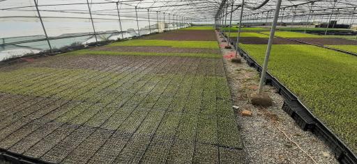 عکس گلخانه تولید نشاء برخورداری