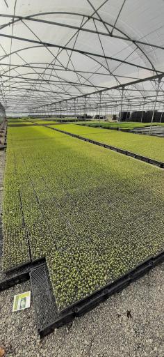 عکس گلخانه تولید نشاء برخورداری