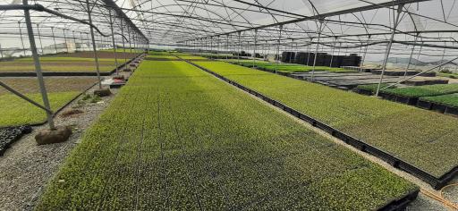 عکس گلخانه تولید نشاء برخورداری