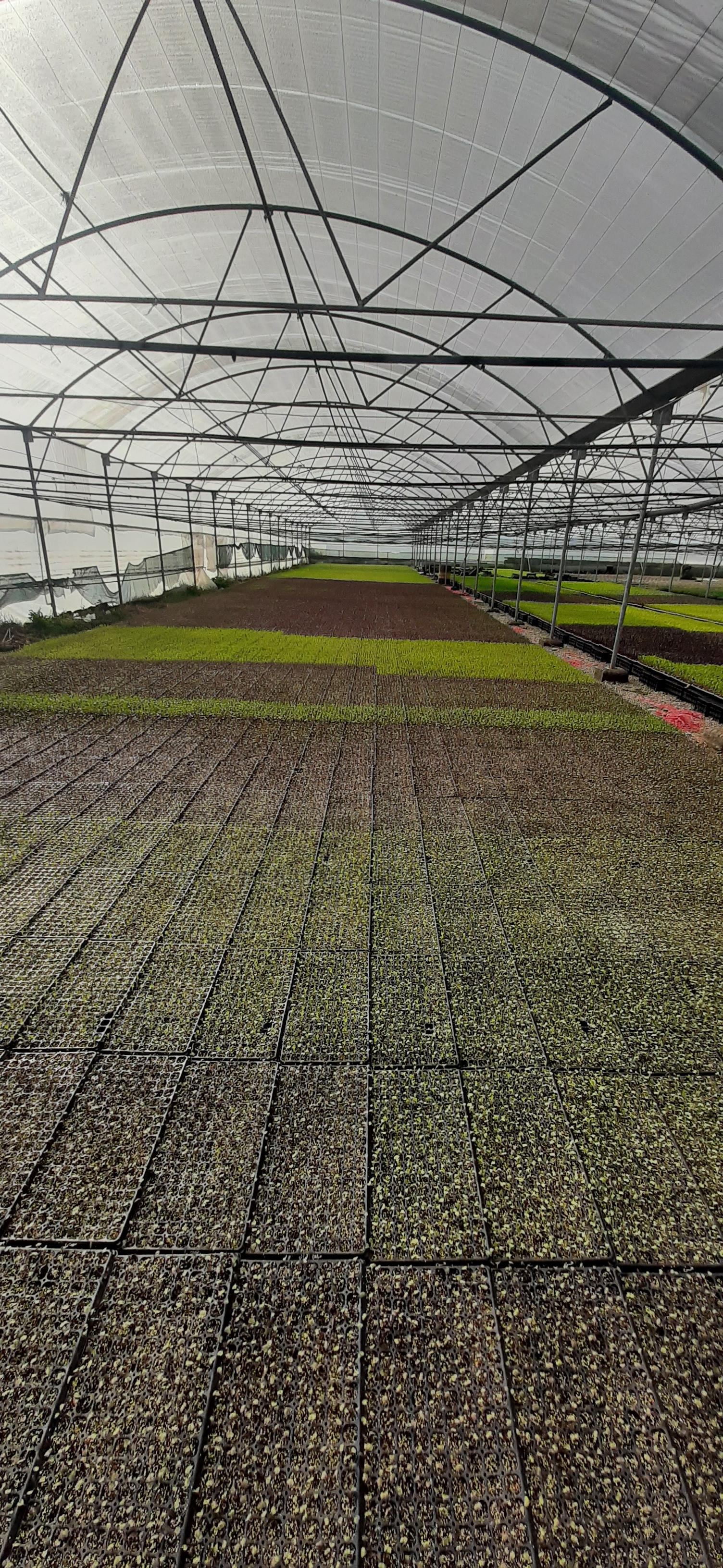 عکس گلخانه تولید نشاء برخورداری