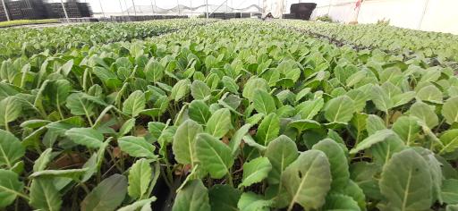 عکس گلخانه تولید نشاء برخورداری