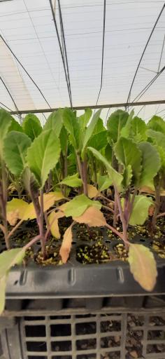 عکس گلخانه تولید نشاء برخورداری