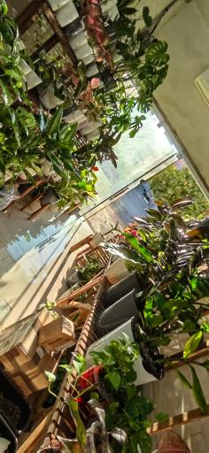 عکس فروشگاه گل و گیاه هیدروگل 