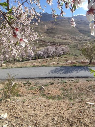 عکس شیخ شبان