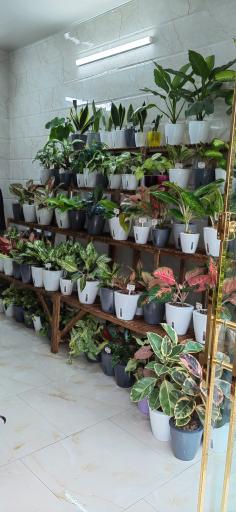 عکس فروشگاه گل و گیاه هیدروگل 
