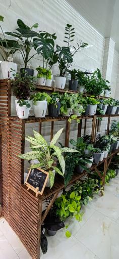 عکس فروشگاه گل و گیاه هیدروگل 