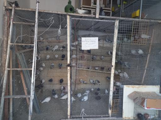 عکس پرنده فروشی  آقا محرم