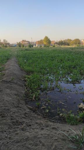 عکس سبزیخانه سینا