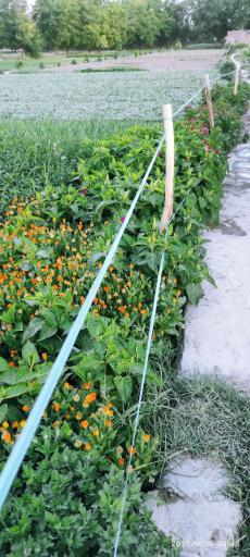 عکس سبزیخانه سینا