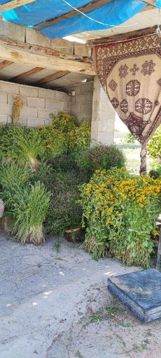 عکس سبزیخانه سینا