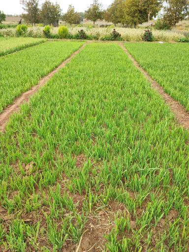 عکس سبزیخانه سینا