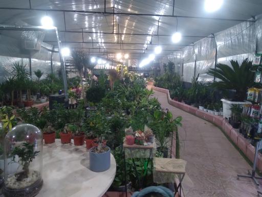 عکس گلخانه گلوریا