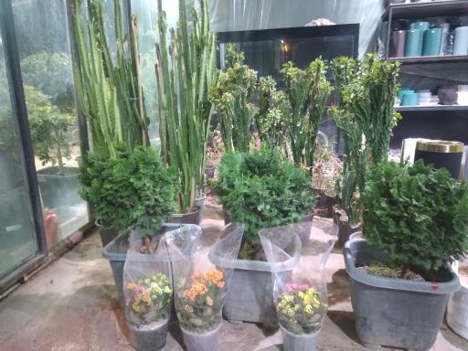 عکس گلخانه گلوریا