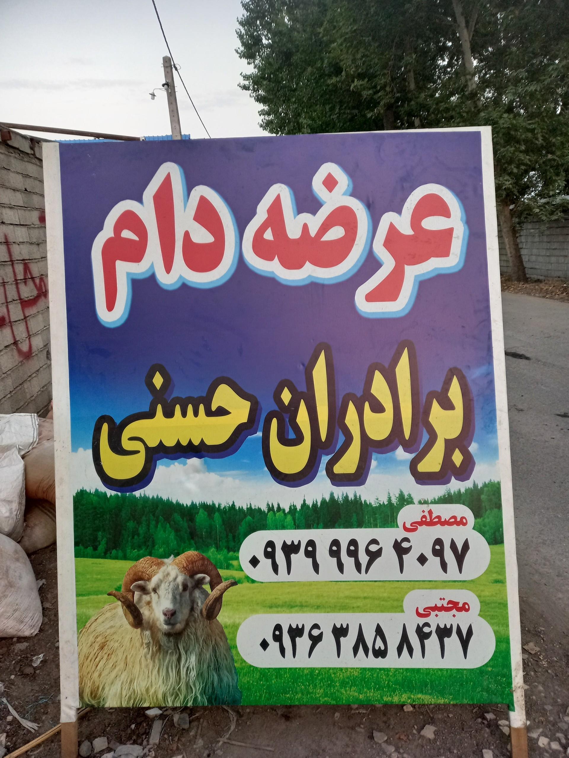 عکس عرضه دام زنده برادران حسنی