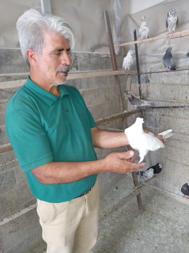 عکس پرنده فروشی  آقا محرم