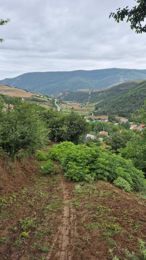 عکس سنگده