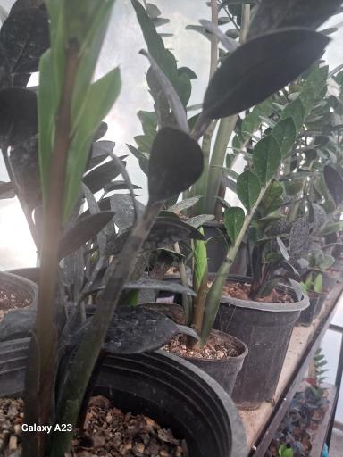 عکس گلخانه خجسته