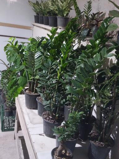 عکس گلخانه خجسته