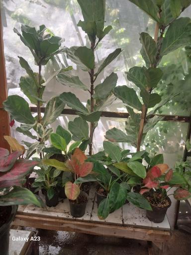 عکس گلخانه خجسته