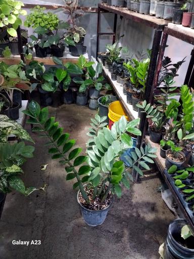 عکس گلخانه خجسته