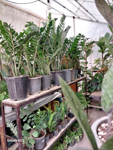 عکس گلخانه خجسته