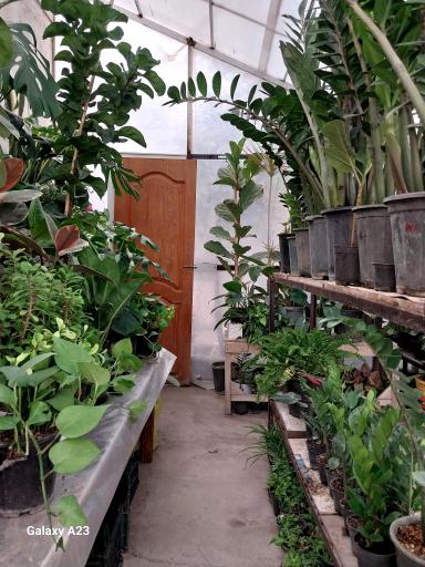 عکس گلخانه خجسته