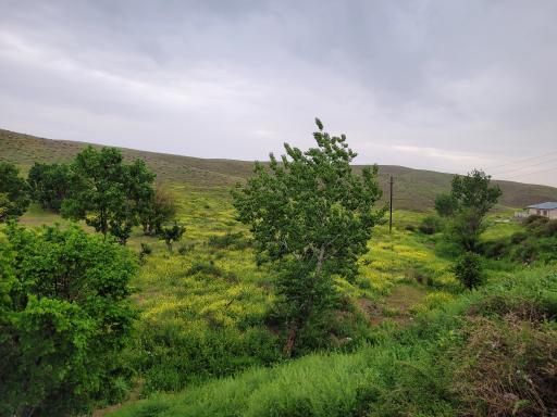 عکس زیوه