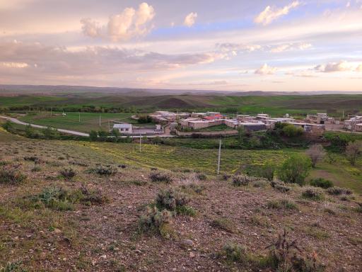 عکس زیوه